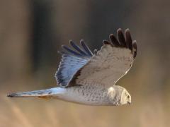 Image of A male Northern harrier.