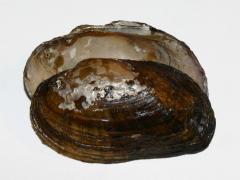 Image of Brook floater shell.