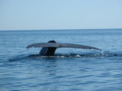 Image of Blue whale tail.