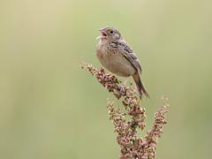 Image of Grasshopper sparrow singing.