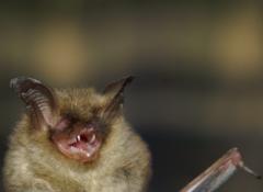 Image of A northern myotis (a.k.a. northern long-eared bat).