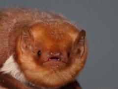 Image of A close-up view of a red bat.