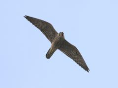 Image of A juvenile Peregrine falcon in flight.