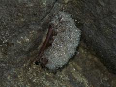 Image of A tricolored bat in hibernation.