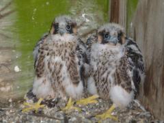 Image of Peregrine falcon siblings Archie, left, and Juliette (41/AX), photographed on Friday, May 25, 2012 on a Port Authority nesting tower near the Bayonne Bridge.