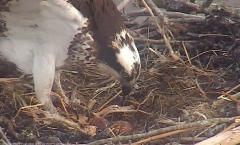 Image of Three eggs are clearly visible in the nest bowl!