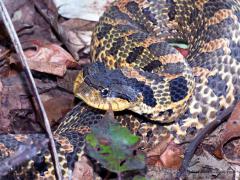 Image of Eastern hognose snake.