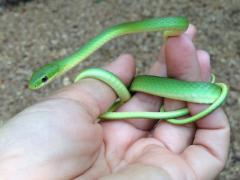 Image of Rough green snake.