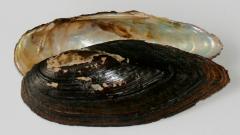 Image of Eastern pondmussel shell.