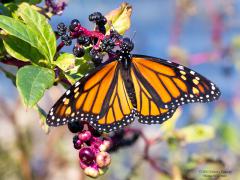 Image of An adult monarch butterfly.