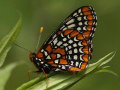 Image of Baltimore checkerspot side profile.