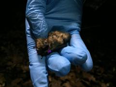 Image of Female Northern long-eared bat with transmitter attached to her back. (c) Stephanie Feigin