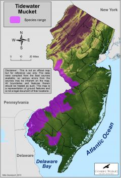 Image of Range of the tidewater mucket in New Jersey.