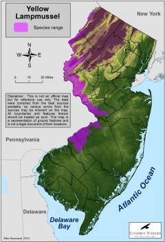 Image of Range of the yellow lampmussel in New Jersey.