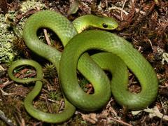 Image of Smooth green snake.