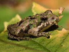Image of northern cricket frog