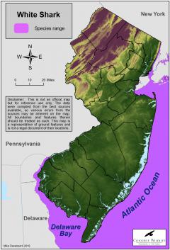 Image of Range of the white shark in New Jersey.