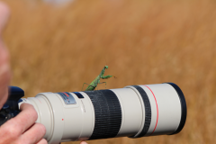 Image of Praying Mantis on Lens, by youth first place winner Francesca Buchalski.