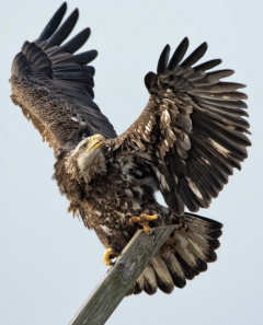 Image of Mobbed eagle, by adult second place winner Howie Williams.