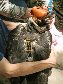 Image of Haliae was produced from the nest at Merrill Creek the year after Harmony 2. 