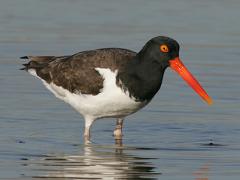 Image of American oystercatcher.
