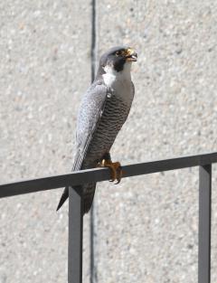 Image of Barbara Saunders, NYDEC captured this photo of "Alpine" 40/S at his eyrie in NYC.