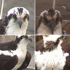 Image of Comparison of old (on left)/interloper male (right). The feather markings on their forehead can be used to help tell one from the other.