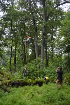 Image of John Heilferty climbing nest tree@K. Buynie