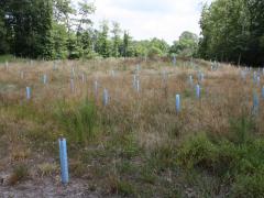 Image of Tree seedlings are planted on an old fairway at an old golf course, named "Ponderlodge" inside Villas WMA.