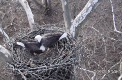 Image of November 18, 2020 pair working on nest