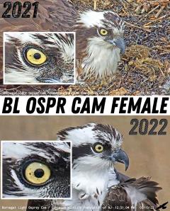 Image of On March 19, 2022 both a male and female osprey were first observed on the BL OSPR Cam. Here is a comparison of the 2021 female and 2022 female to show her right eye for ID purposes.