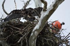 Image of Mercer Meadows nest visit April 8, 2022 photo by: Buynie's