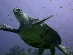 Image of Hawksbill sea turtle.