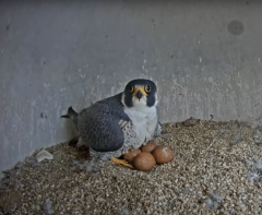 Image of Hatching is underway! On April 26 a pip was visible in one egg and today a hatchling can clearly be heard!