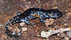 Image of A Blue-spotted salamander.
