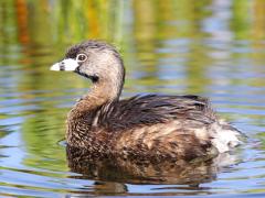 Image of Pied-billed grebe.