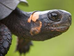Image of A juvenile Bog turtle.