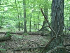 Image of Healthy forests contain trees of all ages, as well as standing dead trees and woody debris on the ground.