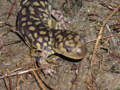 Image of Eastern tiger salamanders are extremely susceptible to disturbance from off-road vehicles.