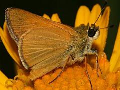 Image of Arogos skippers are listed as endangered in New Jersey.