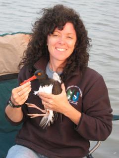 Image of Mandy has worked on a variety of projects involving shorebirds, goldenwing warblers, and statewide surveys of grassland and forest passerines.