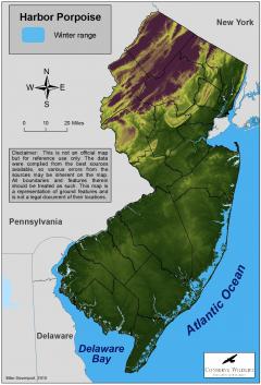 Image of Range of the harbor porpoise in New Jersey.