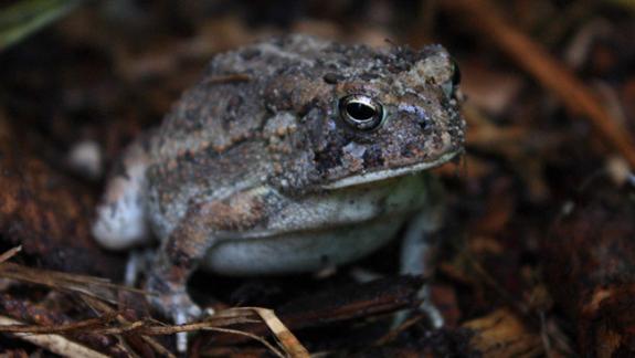 Image of Fowler's toads are known to frequent flower beds and often burrow on hot days in mulch or soil and can often be found in crevices by large stones or other areas that offer shelter.