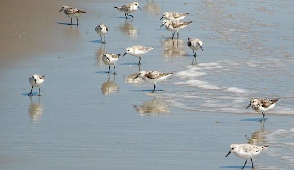 Image of Adult and juvenile sanderlings taking a foraging break during their fall migration.