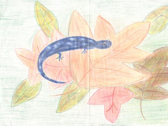 Image of Blue-spotted salamander.