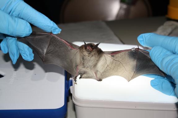 Image of A little brown bat is checked for wing scars, age, and reproductive status. She also gets a band (see her left wrist).
