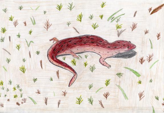Image of Eastern Mud Salamander. Hudson County.