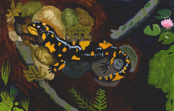 Image of Eastern Tiger Salamander. Mercer County.
