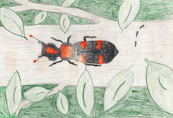 Image of American Burying Beetle. Monmouth County.