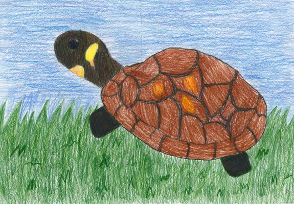 Image of Bog turtle. Hunterdon County.